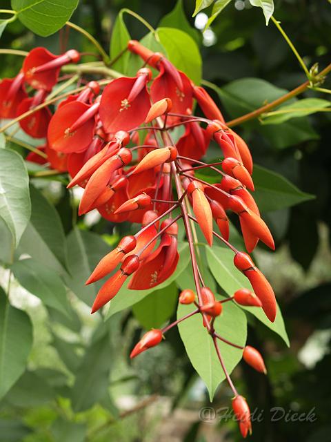 Erythrina crista-galli.jpg